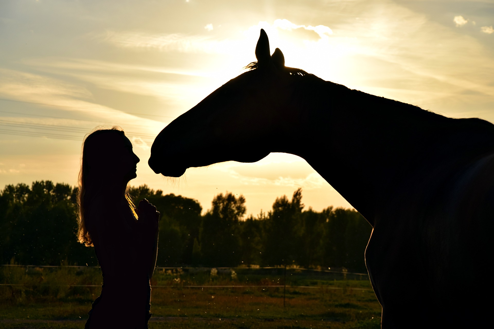 une femme et un cheval equicoaching